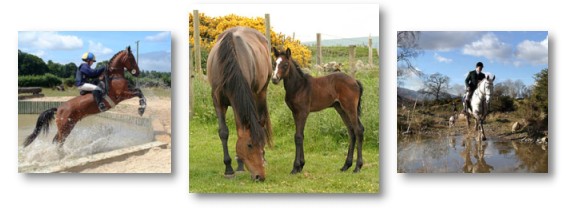 Hoofprints - Equine Photography